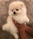 Schattige Pommerse puppy's te koop - 2 - Thumbnail
