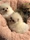 Schattige Pommerse puppy's te koop - 5 - Thumbnail