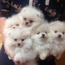 Prachtige Pommerse puppy's