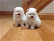 Prachtige Pommerse puppy's - 1 - Thumbnail