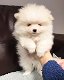 Prachtige Pommerse puppy's - 2 - Thumbnail
