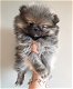 Prachtige Pommerse puppy's - 3 - Thumbnail