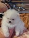 Prachtige Pommerse puppy's - 4 - Thumbnail