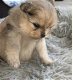 Pommeren puppy - 3 - Thumbnail