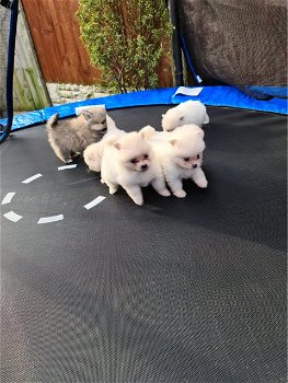 schattige theekopje Pommerse puppy's te koop - 1