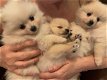 Pommeren puppy - 1 - Thumbnail