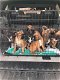 Boxer-puppy's uit de Show Championship-lijnen beschikbaar voor nieuwe huizen. - 0 - Thumbnail