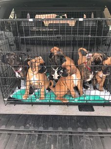Boxer-puppy's uit de Show Championship-lijnen beschikbaar voor nieuwe huizen.