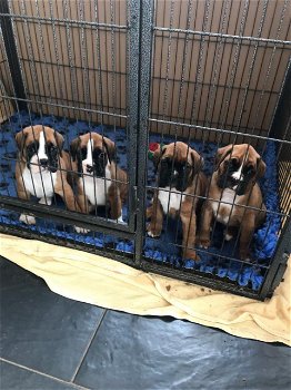 Boxer-puppy's uit de Show Championship-lijnen beschikbaar voor nieuwe huizen. - 3
