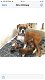 Er zijn nog 4 Sweet Boxer-puppy's beschikbaar - 0 - Thumbnail