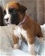 Er zijn nog 4 Sweet Boxer-puppy's beschikbaar - 1 - Thumbnail