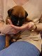 Er zijn nog 4 Sweet Boxer-puppy's beschikbaar - 2 - Thumbnail