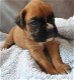 Er zijn nog 4 Sweet Boxer-puppy's beschikbaar - 3 - Thumbnail