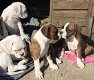 Pure boxer pup - 0 - Thumbnail