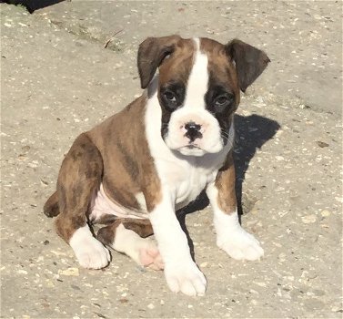 Pure boxer pup - 1