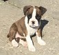 Pure boxer pup - 1 - Thumbnail