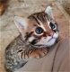 Schattige Bengaalse kittens - 0 - Thumbnail