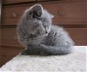 Schattige Britse korthaar kittens - 0 - Thumbnail