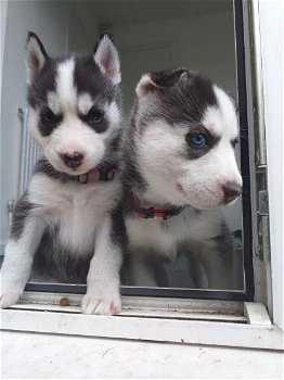 Raszuivere Siberische Husky Pups - 0