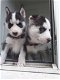 Raszuivere Siberische Husky Pups - 0 - Thumbnail