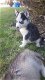 Raszuivere Siberische Husky Pups - 0 - Thumbnail