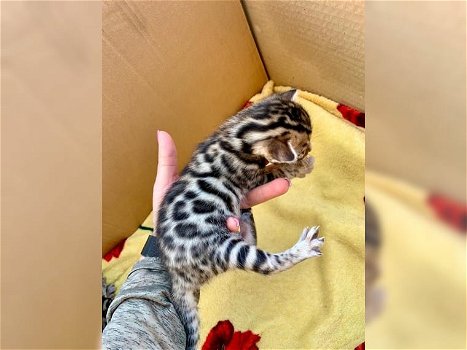 Mannelijke en vrouwelijke Bengaalse kittens hebben een nieuw thuis nodig. - 0