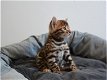 Mannelijke en vrouwelijke Bengaalse kittens hebben een nieuw thuis nodig. - 0 - Thumbnail