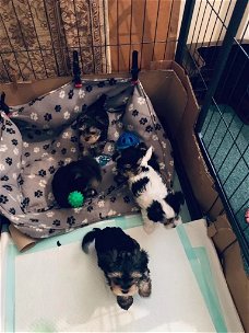 Geregistreerde Yorkshire-puppy's voor herplaatsing