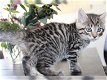 Super Bengaalse kittens beschikbaar. - 0 - Thumbnail