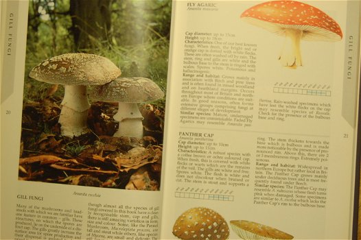 Fungi of Britain and Northern Europe - 1