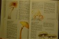 Fungi of Britain and Northern Europe - 2 - Thumbnail