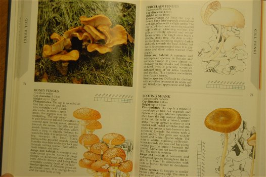 Fungi of Britain and Northern Europe - 3