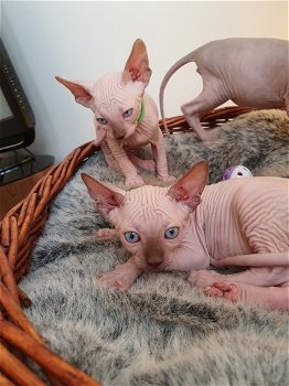 Prachtige Sphynx kittens - 0