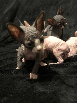 Prachtige Sphynx kittens - 0