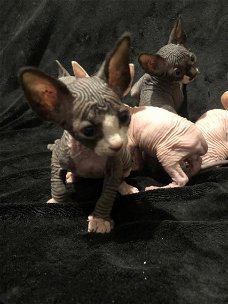 Prachtige Sphynx kittens