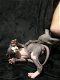 Prachtige Sphynx kittens - 0 - Thumbnail