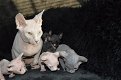 Prachtige Sphynx kittens - 0 - Thumbnail