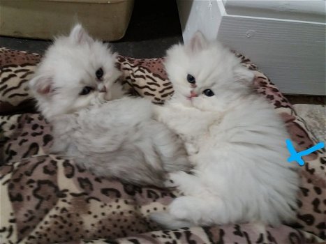Leuke Perzische kittens die momenteel beschikbaar zijn - 0