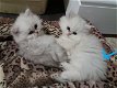 Leuke Perzische kittens die momenteel beschikbaar zijn - 0 - Thumbnail