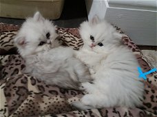 Leuke Perzische kittens die momenteel beschikbaar zijn