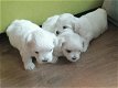 Twee theekopje Maltese puppy's hebben een nieuwe familie nodig - 0 - Thumbnail