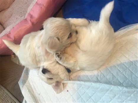 Twee theekopje Maltese puppy's hebben een nieuwe familie nodig - 0