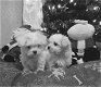 Twee theekopje Maltese puppy's hebben een nieuwe familie nodig - 0 - Thumbnail
