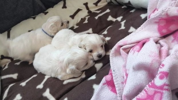 Twee theekopje Maltese puppy's hebben een nieuwe familie nodig - 0