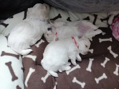 Twee theekopje Maltese puppy's hebben een nieuwe familie nodig - 0