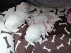 Twee theekopje Maltese puppy's hebben een nieuwe familie nodig