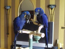 MOOI PAAR HYACINTHS MACAW PARROTS KLAAR OM NAAR HUIS TE GAAN....