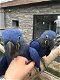 MOOI PAAR HYACINTHS MACAW PARROTS KLAAR OM NAAR HUIS TE GAAN,,.... - 0 - Thumbnail