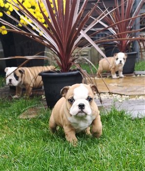 AANBIDDELIJKE ENGELSE BULLDOG-PUPPIES - 0