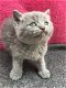 mannelijke en vrouwelijke Britse korthaar kittens beschikbaar, - 0 - Thumbnail